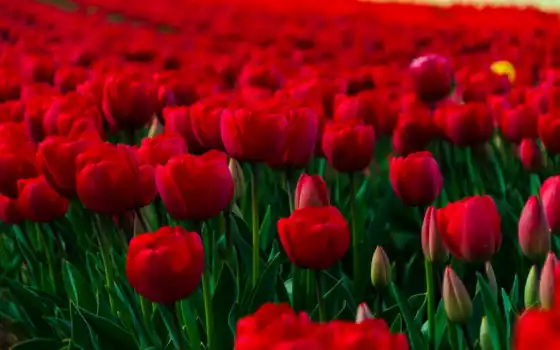 цветы, красные, поле, розы, тюльпаны, тюльпани, цветочное, тюльпанами, червоні, 