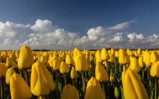 тюльпаны, поле, чутка, план, свет, желтый, множество,
