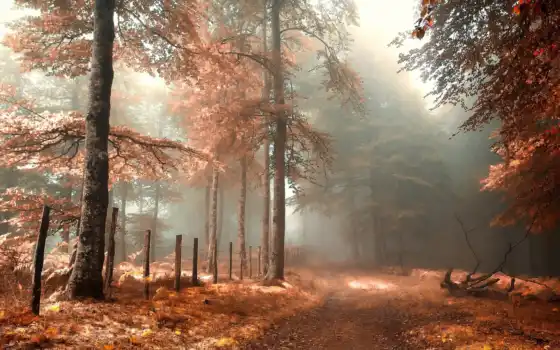 лес, туман, осень, дорогой