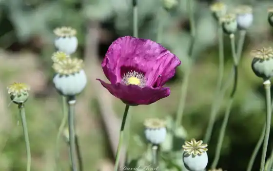 обои на рабочий стол, красивые картинки, картинки для ipad, обои для android