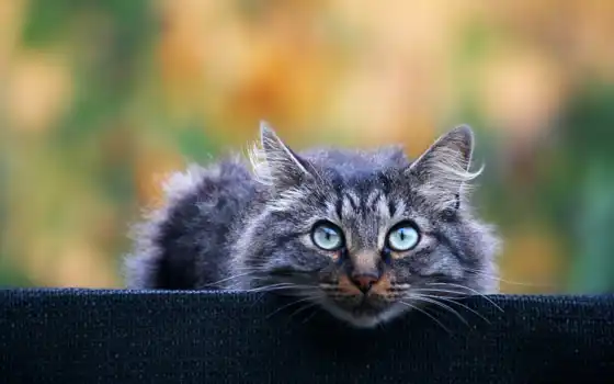 кот, серый, внимательный, взгляд, пепельный, котенок, пушистый