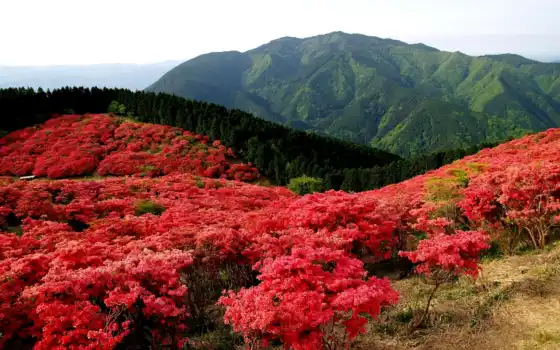 красные, кусты, горы, цветы, пейзаж, лес, деревья, поле, природа, 