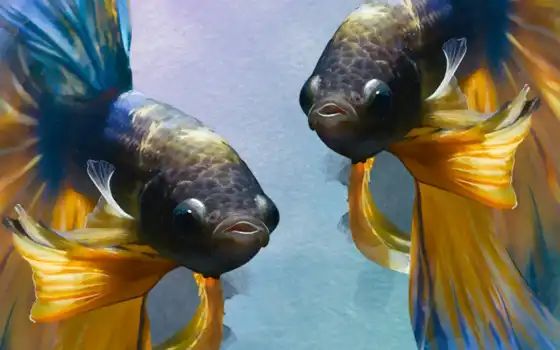 аквариум, fish