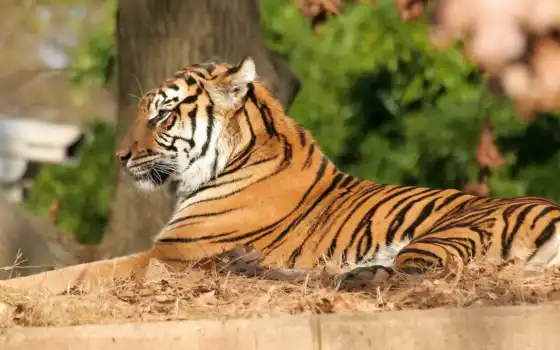 тигр, полосатая, кошка, грация, отдых, картинка, картинку, 
