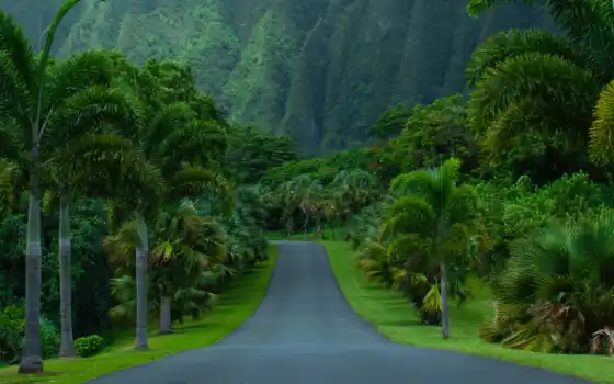 лес, тропический лес, youtube, маленький, зеленый, зеленый, зеленый, корень, кино, биом, готов