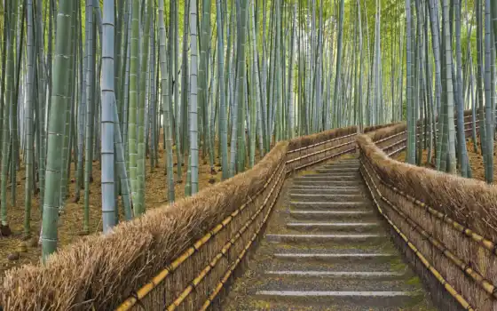 ретро, бамбук, тропинка, японки, кето, забор, круг, отделка, зелень
