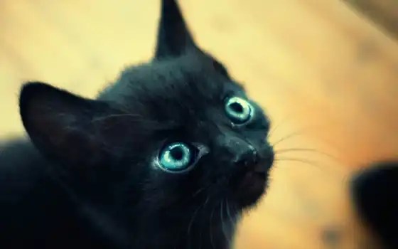 котенок, черный, глаза, макро, котенка, мордочка, 