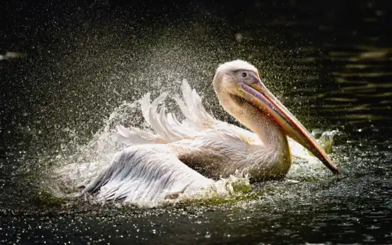 новости, pelican, 