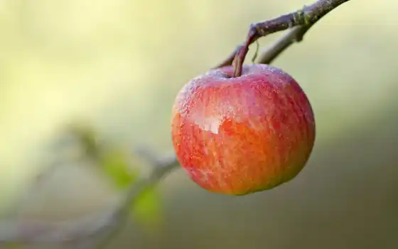 apple, красное, роса, фруктовые, спелое, веточки, ветке, branch, 