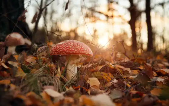 mushroom, осень, лес, природа, мухомор