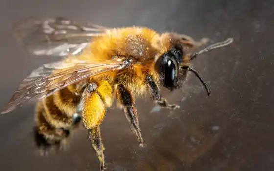animal, пчелка, makryi, pantalla, природа, foto, animalia, cerca, abeja