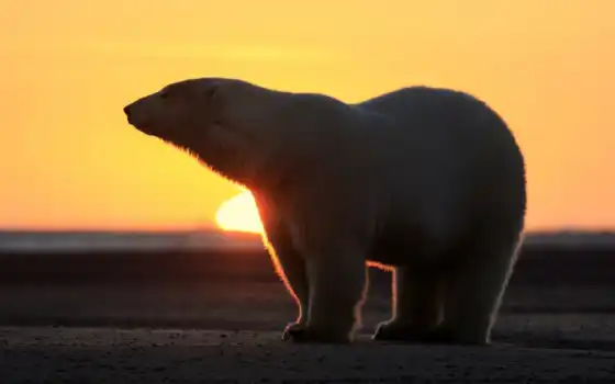 polar, сол, медведь
