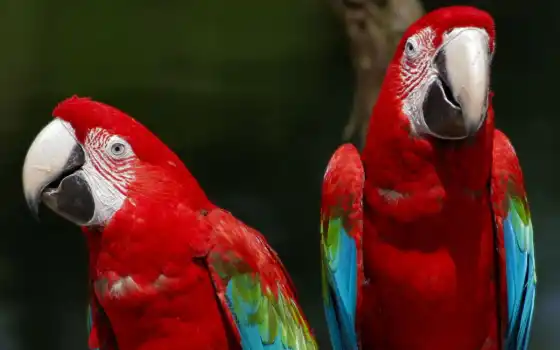 красный, ара, зеленый, птица