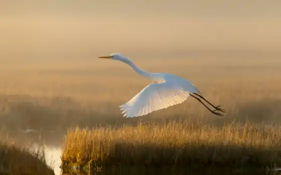 egret, белое, горшок, трава, длинный, vuelo