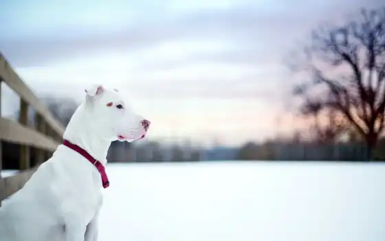 бык, собака, пит, снег, зима, питбулить