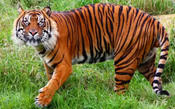 тигр, дикой, тигров, мире, является, природы, интересные, тигры, фонду, находятся, 