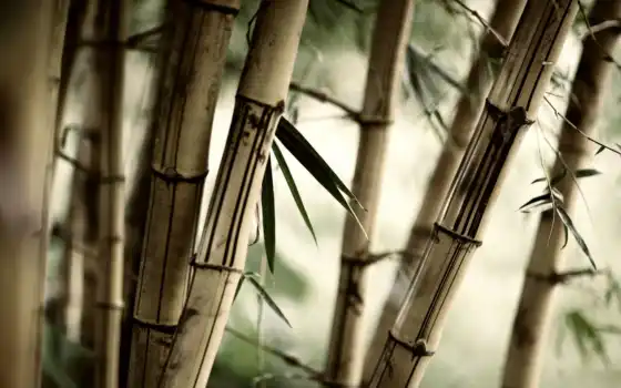 бамбук, здоровье