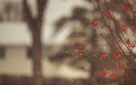 снег, дождь, branch, дерево, winter, снежинка, ягода, makryi, рябина