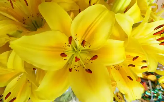 лилия, цветы, желтый, букет