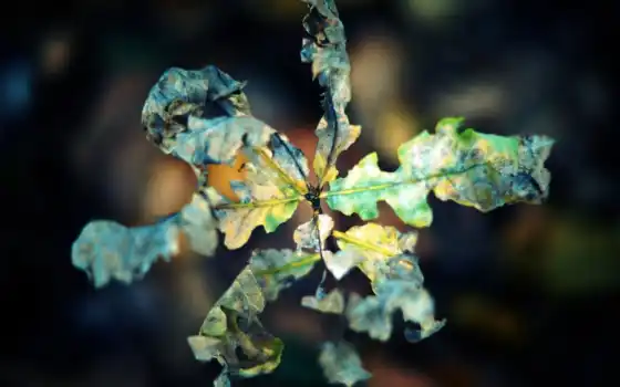 осень, макро, лист, сухой, скрюченный, 