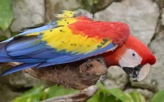 regal-a, foto, macaw, color, libre, птица, ara