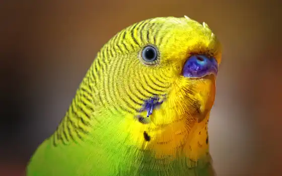 ,попугай,птицы,желтый