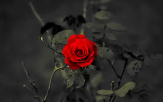 цветы, красный, роза,  
