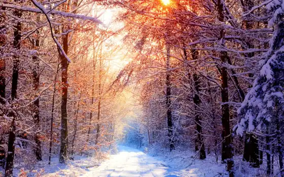 зима, лес, деревья, солнце, музыка, музыка, жизнь,