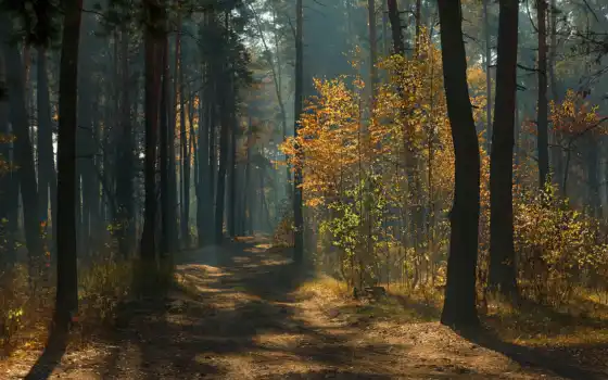 форе, осень, лес, дерево, сосновые, ветвь, свет, энергия
