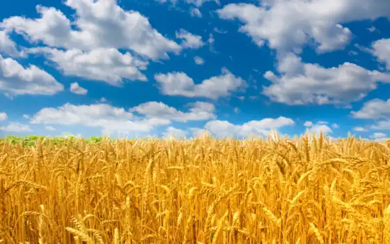 пшеница, поле, небо, природа