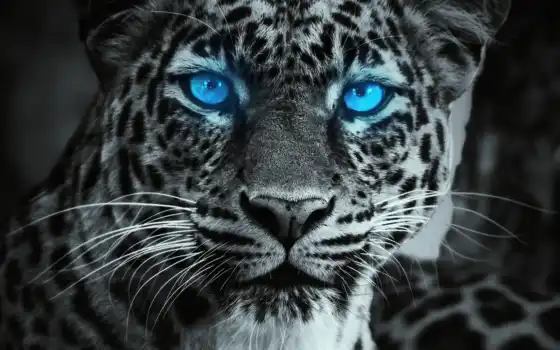 сияние, синий, глаз, тигр, фон, фото