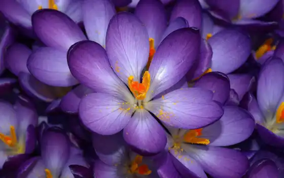 фиолетовый, цветок, крокус, ароматный, природа, род, сиренковый, их, цветы, соня, мор, çiğdem, осень,