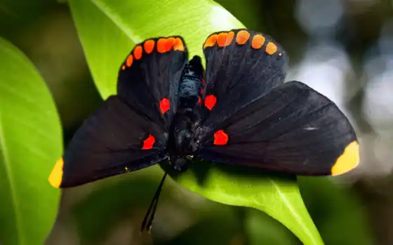 бабочка, бабочки, черная, листва, 