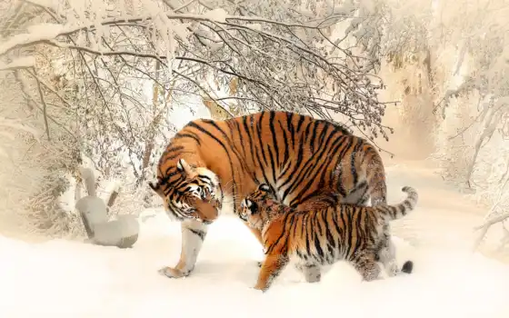 , тигры, снег, зима,