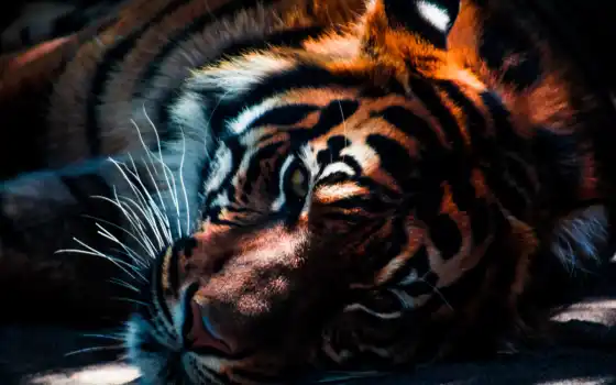 тигр, животное, кот, оранжевый
