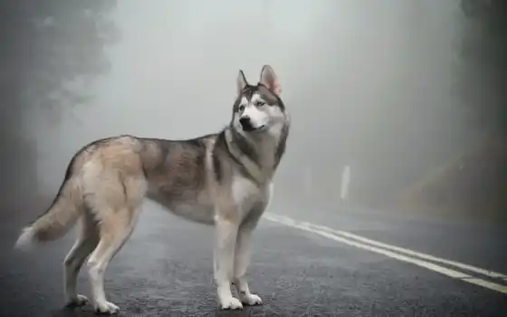 пес, хаски, дорога, туман,