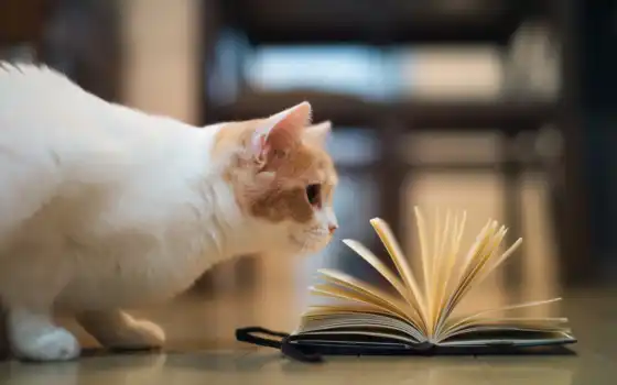 кот, книга, 