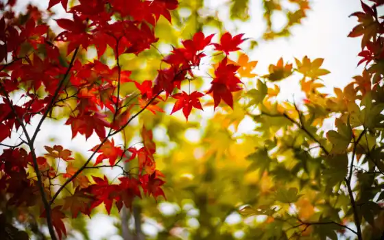 pantalla, naturaleza, otoño, hojas, paisaje, escritorio, arce,loveo,