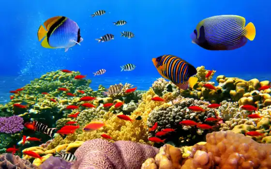 world, underwater, рыбки, коралы, 