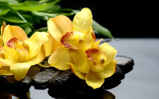 орхидея, цвет, веселье, падение