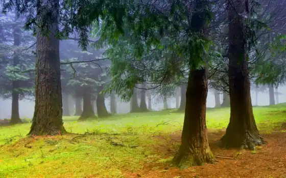 деревья, лес, утро, туман, дымка, 