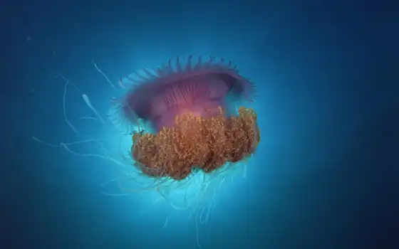 jellyfish, медузы, мохнатая, zhivotnye, underwater, морские, art, океане, синее, 