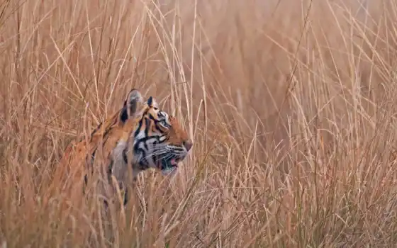 тигр, Рантхамбор, национальный парк, Индия