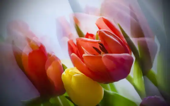 цветы, блог, друзей, высоком, тюльпаны, букет, 