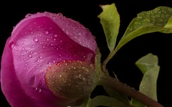 обои на рабочий стол, красивые картинки, картинки для ipad, обои для android