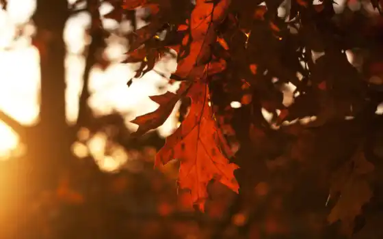 осень, листья, деревя, time, небо, года, закат, вечер, лист, дубовые, sun, 