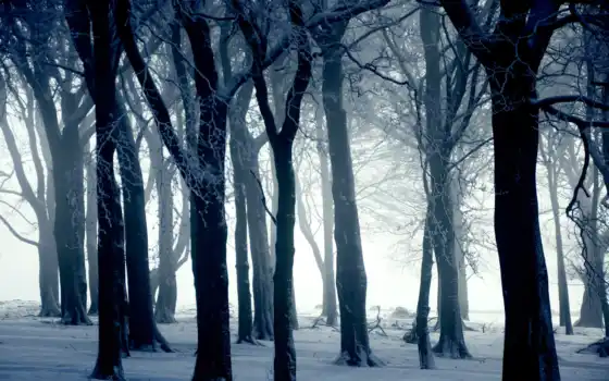 лес, зима, деревянный, дестимулированный, дестимулированный, разные,