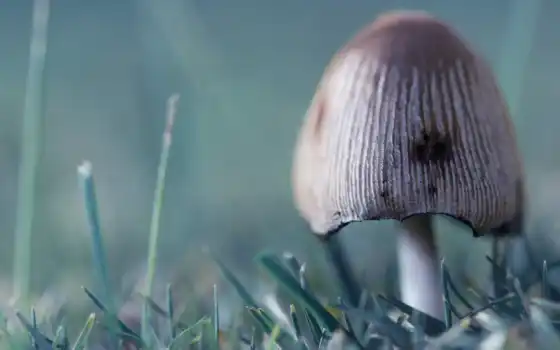 mushroom, шляпа, 