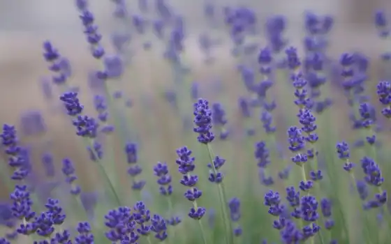 lavender, поле, cvety, фиолетовые, сиреневые, 