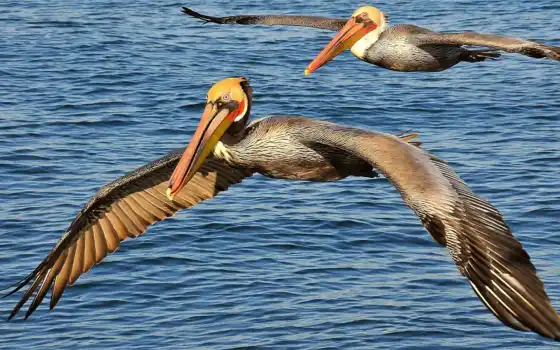 птица, pelican